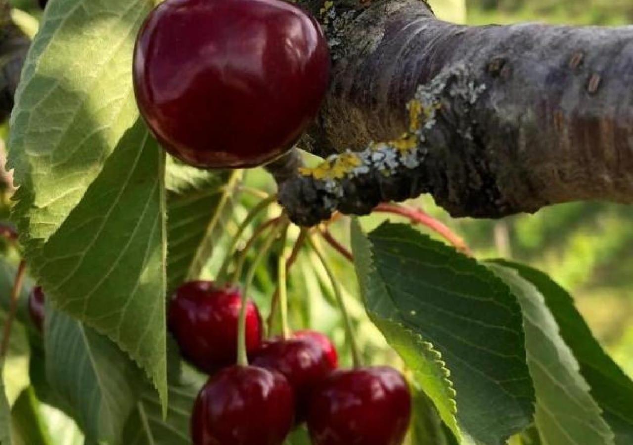 Azienda Agraria La Casella Agroturismo Montalcino