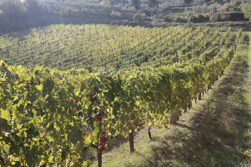 Azienda Agraria La Casella Vakantieboerderij *