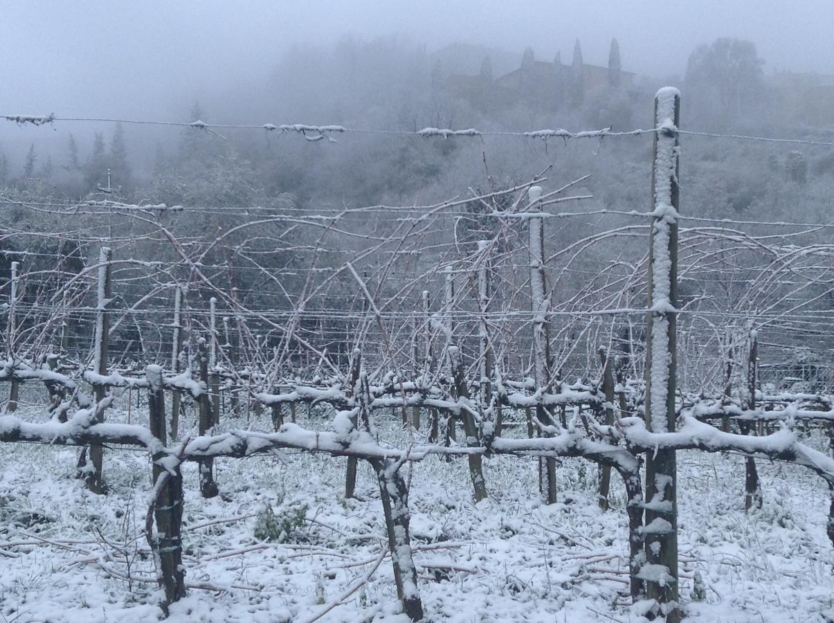 Azienda Agraria La Casella Vakantieboerderij Montalcino